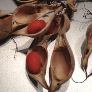 MiscWiliwili Seeds